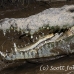 crocodile_american_tar_h_1537_cos2540.jpg
